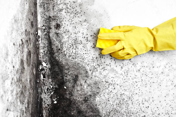 Best White Mold Remediation in Evansville, WY