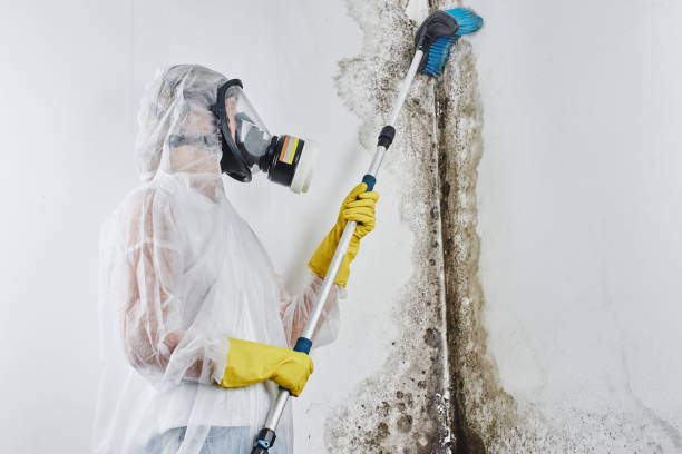 Best Localized Mold Remediation (e.g., coastal areas, humid climates) in Evansville, WY