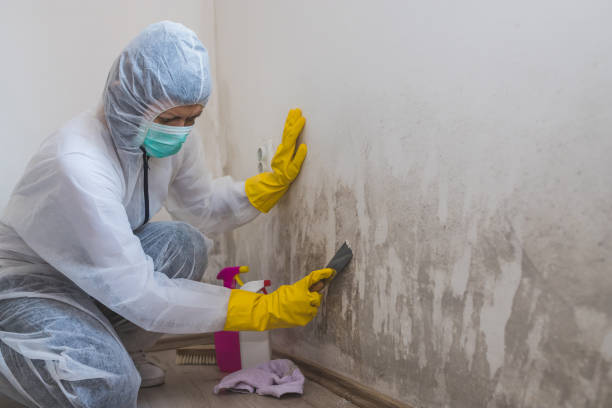 Best Attic Mold Remediation in Evansville, WY