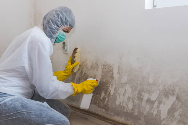  Evansville, WY Mold Removal Pros