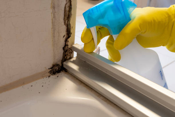 Trusted Evansville, WY Mold Remediation Experts