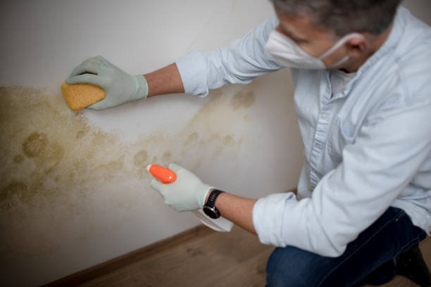 Best Commercial Mold Remediation in Evansville, WY