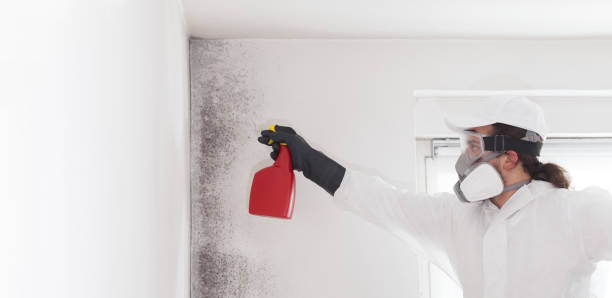 Best Residential Mold Remediation in Evansville, WY