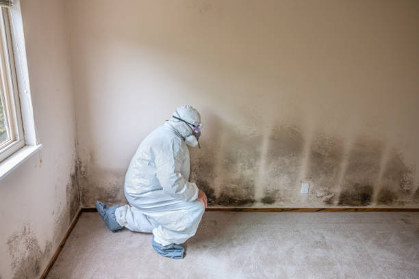 Best Health and Safety Mold Remediation in Evansville, WY