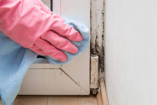 Best Emergency Mold Remediation in Evansville, WY