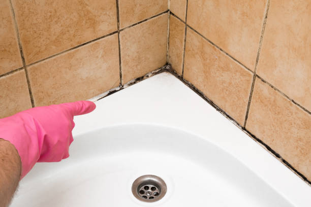 Best Black Mold Remediation in Evansville, WY